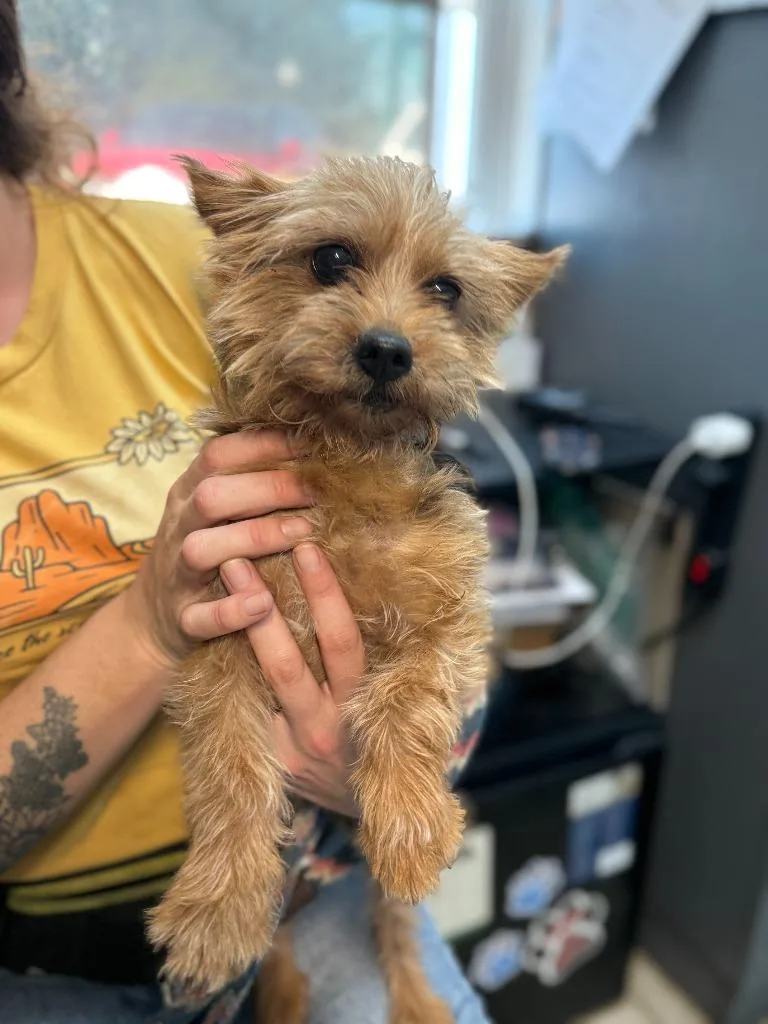 An adult small-sized male Yorkshire Terrier dog named Milan for adoption in Sebastian, FL