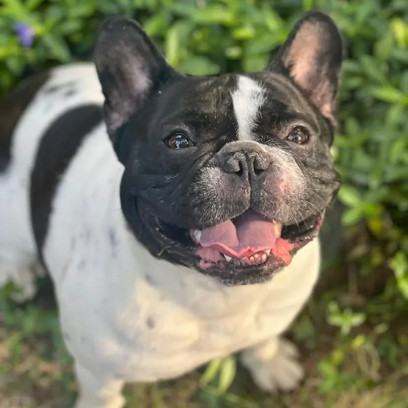 An adult small-sized male Bicolor French Bulldog dog named Papote for adoption in Stamford , CT