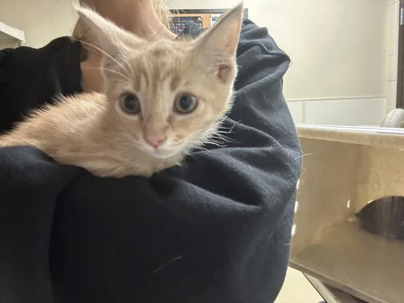 A baby small-sized male Domestic Short Hair cat named Cobb for adoption in Chapel Hill, NC