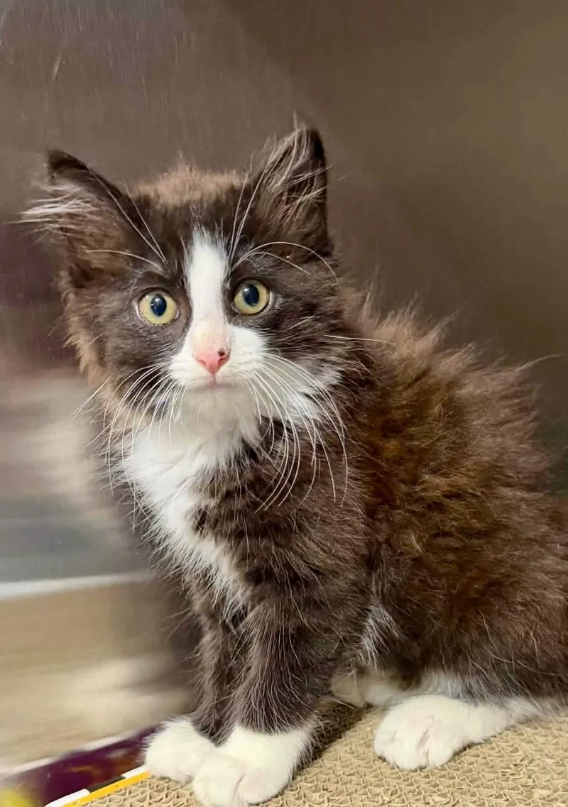 A baby small-sized male Black & White / Tuxedo Domestic Medium Hair cat named Cosmo for adoption in Dysart, IA