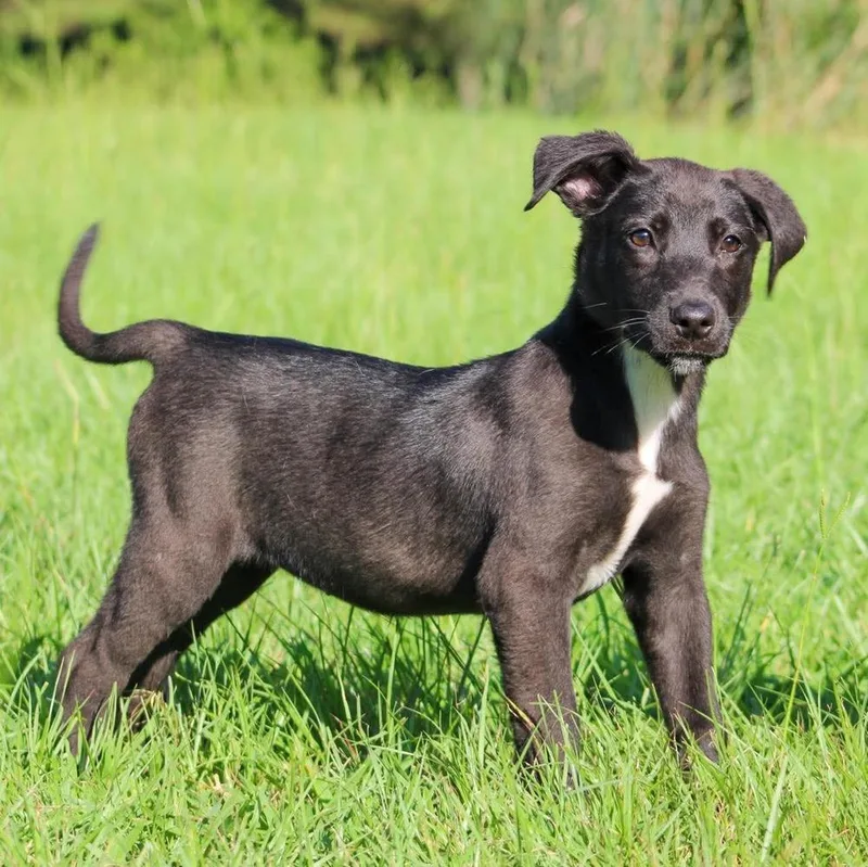 A baby large-sized female Tricolor (Brown, Black, & White) Mixed Breed dog named Allie for adoption in Groveland, MA