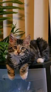 A baby small-sized male Black Maine Coon cat named Stellar for adoption in Parlier, CA