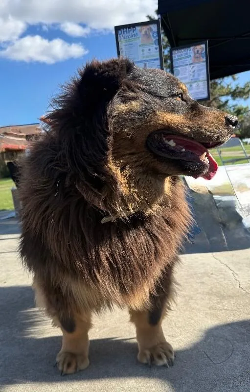 An adult extra large-sized male Brown / Chocolate Tibetan Mastiff dog named Bear for adoption in North Bend, WA