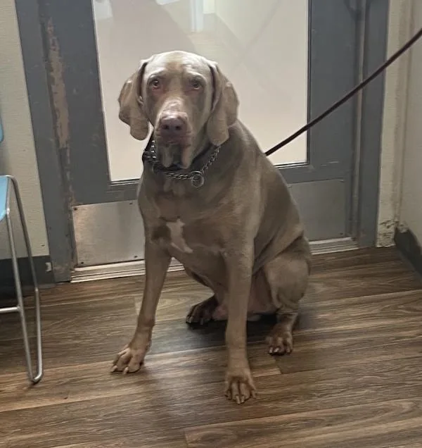 An adult extra large-sized male Weimaraner dog named Eggward for adoption in San Diego, CA