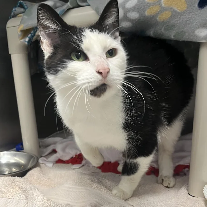 An adult medium-sized female Black Domestic Short Hair cat named Duck for adoption in Fort Wayne, IN