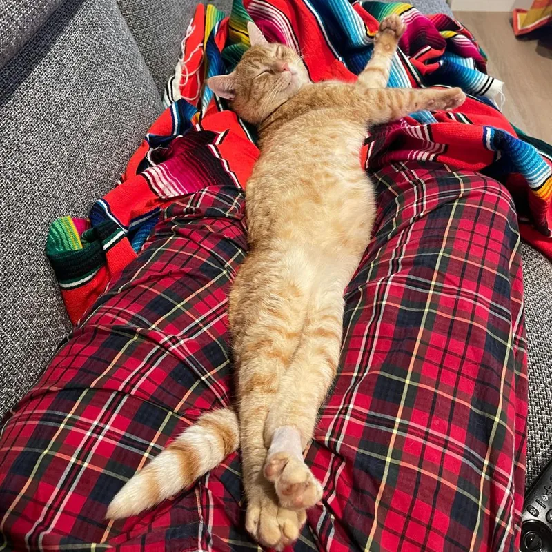 Chubby Cheeks thumbnail 3