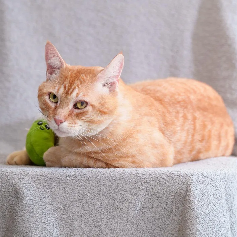An adult extra large-sized male Orange / Red Domestic Short Hair cat named Chubby Cheeks for adoption in Sunnyvale, CA