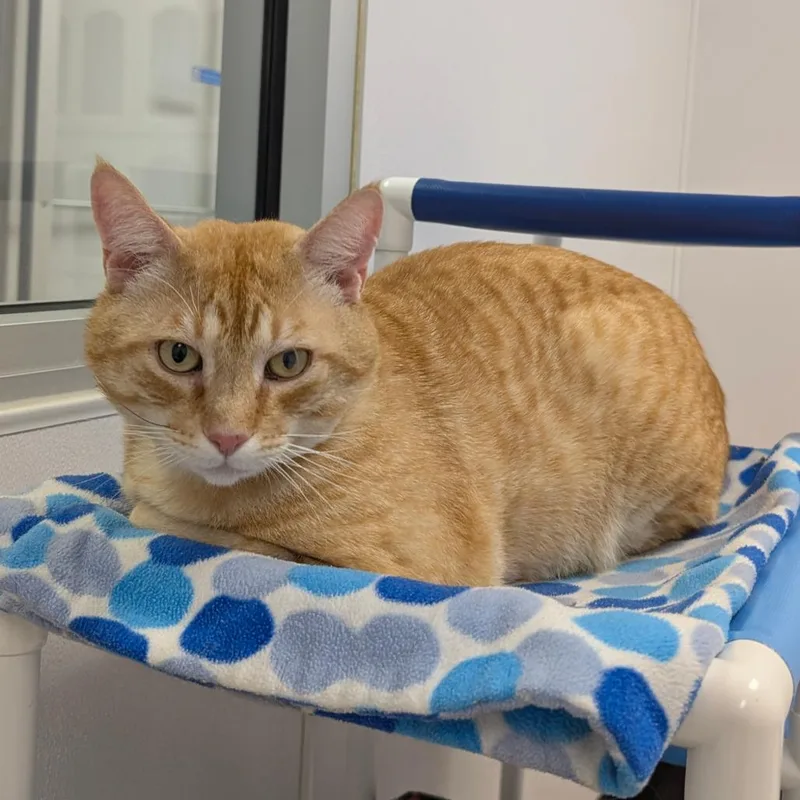 Chubby Cheeks thumbnail 4