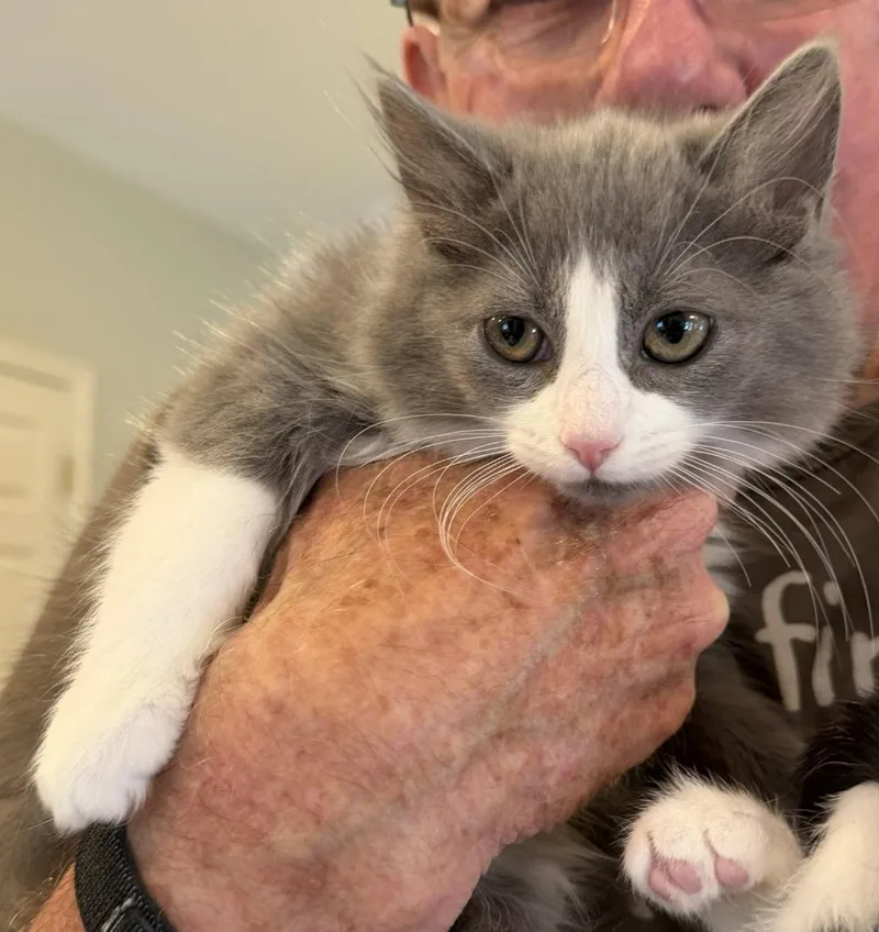 A baby medium-sized female Gray & White Domestic Medium Hair cat named Juicy Love Dion for adoption in Lemoyne, PA