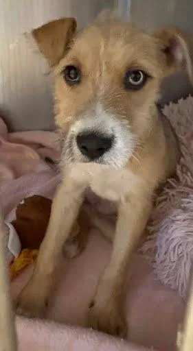 A baby medium-sized female Terrier dog named Butter for adoption in Washington, DC