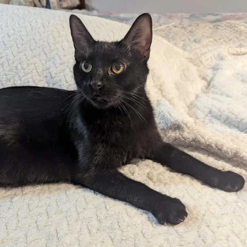 A young small-sized female Black Domestic Short Hair cat named Raven for adoption in Las Vegas, NV
