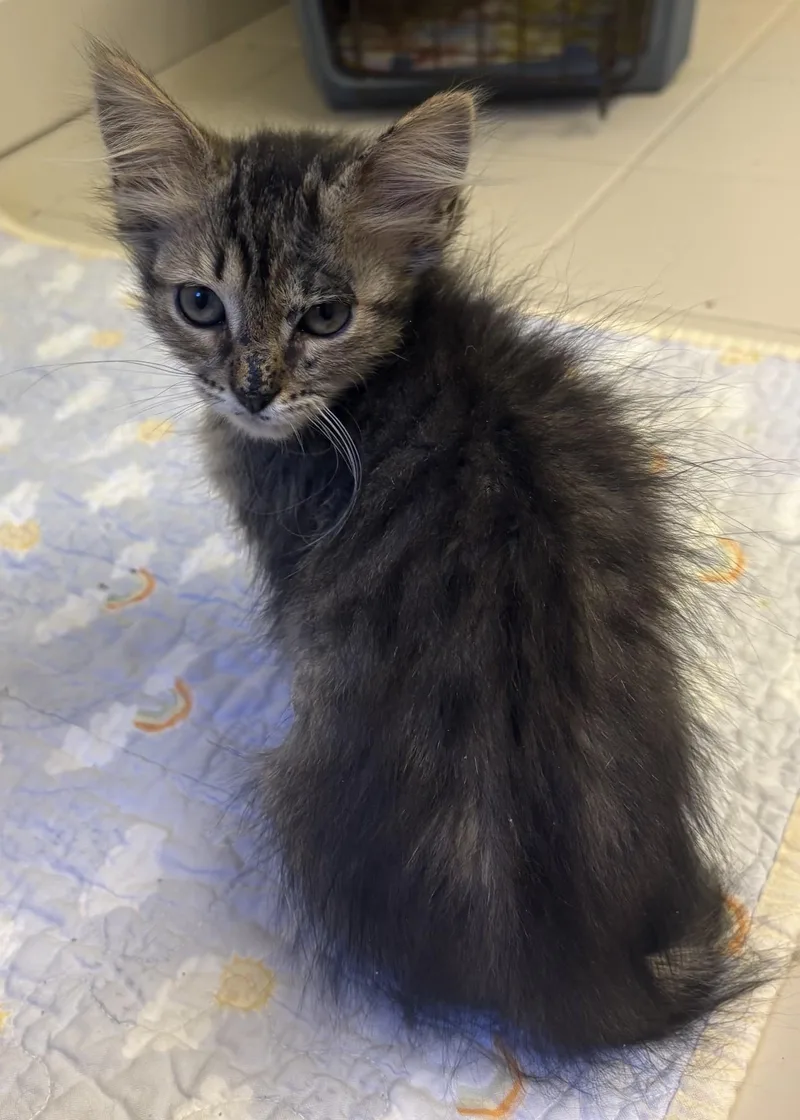 A young medium-sized female Tabby (Brown / Chocolate) Domestic Long Hair cat named Rumi for adoption in Columbia, SC