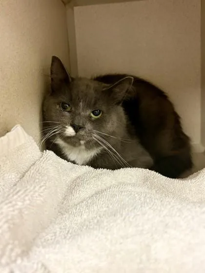 An adult small-sized male Domestic Short Hair cat named Jet for adoption in Quakertown, PA