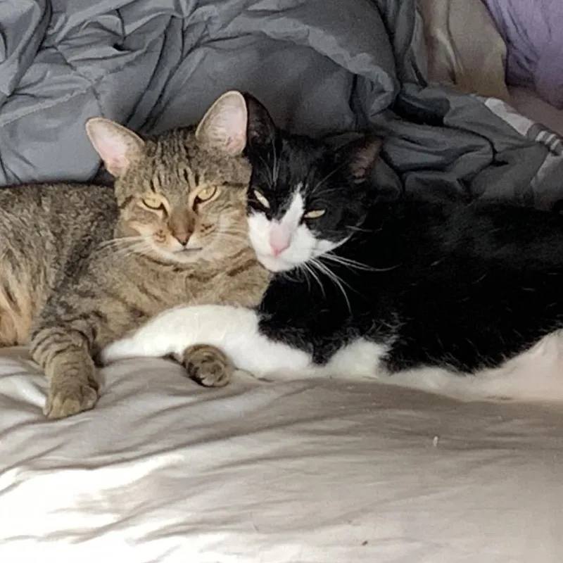 Wile E Coyote thumbnail 2