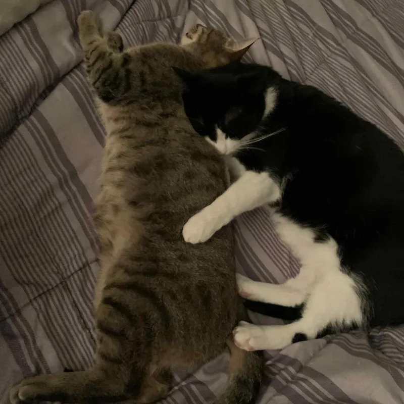 Wile E Coyote thumbnail 3