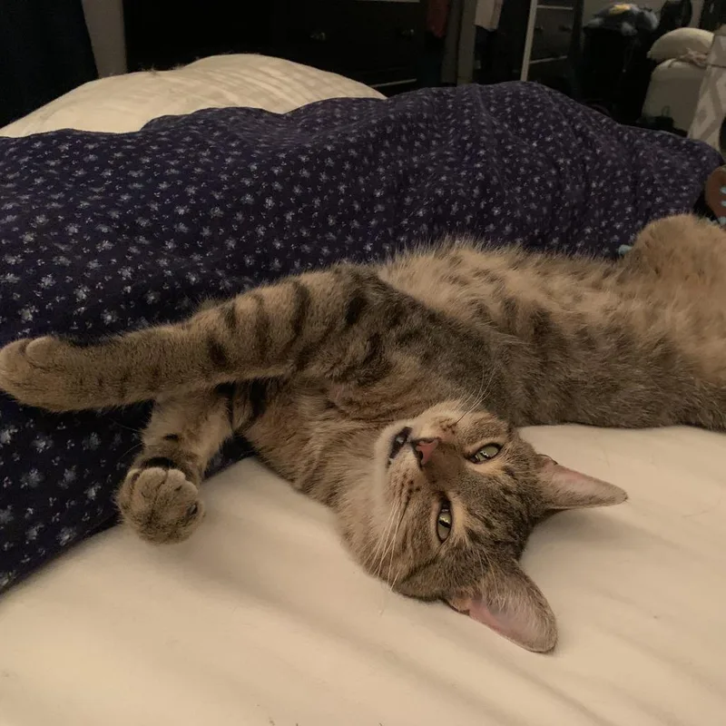 Wile E Coyote thumbnail 5