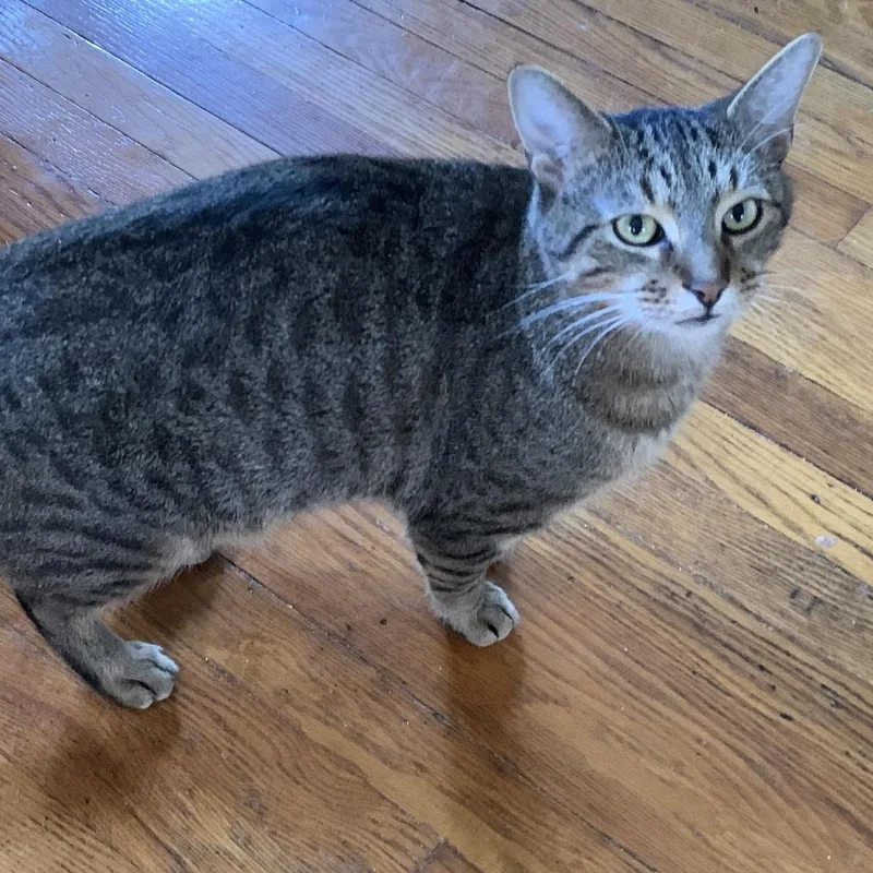 Wile E Coyote thumbnail 6