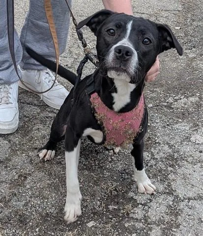 A young medium-sized female Pit Bull Terrier dog named Lily for adoption in Dayton, OH