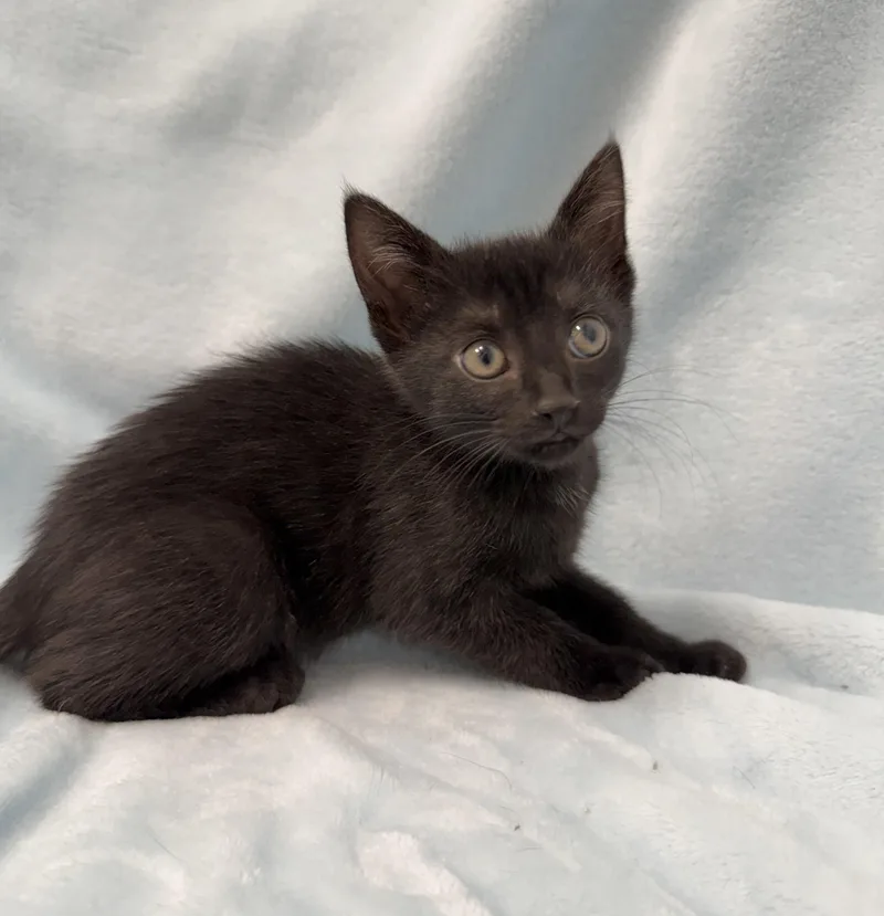 A baby medium-sized female Black Domestic Short Hair cat named Granola for adoption in Greensboro, NC