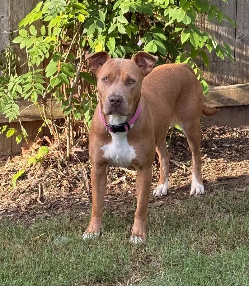 A young medium-sized female Pit Bull Terrier dog named Willow for adoption in Little Rock, AR