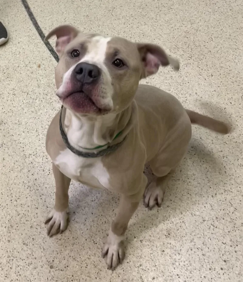 A young large-sized male Terrier dog named Wrigley for adoption in Muncie, IN