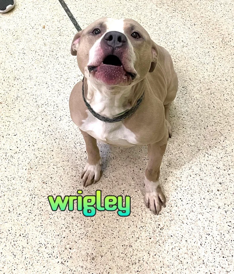 Wrigley thumbnail 4