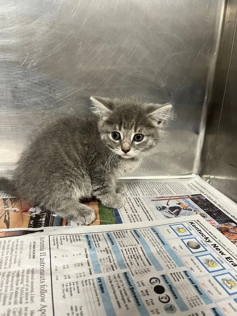 A baby small-sized female Domestic Short Hair cat named Izzy for adoption in Hopkinsville, KY