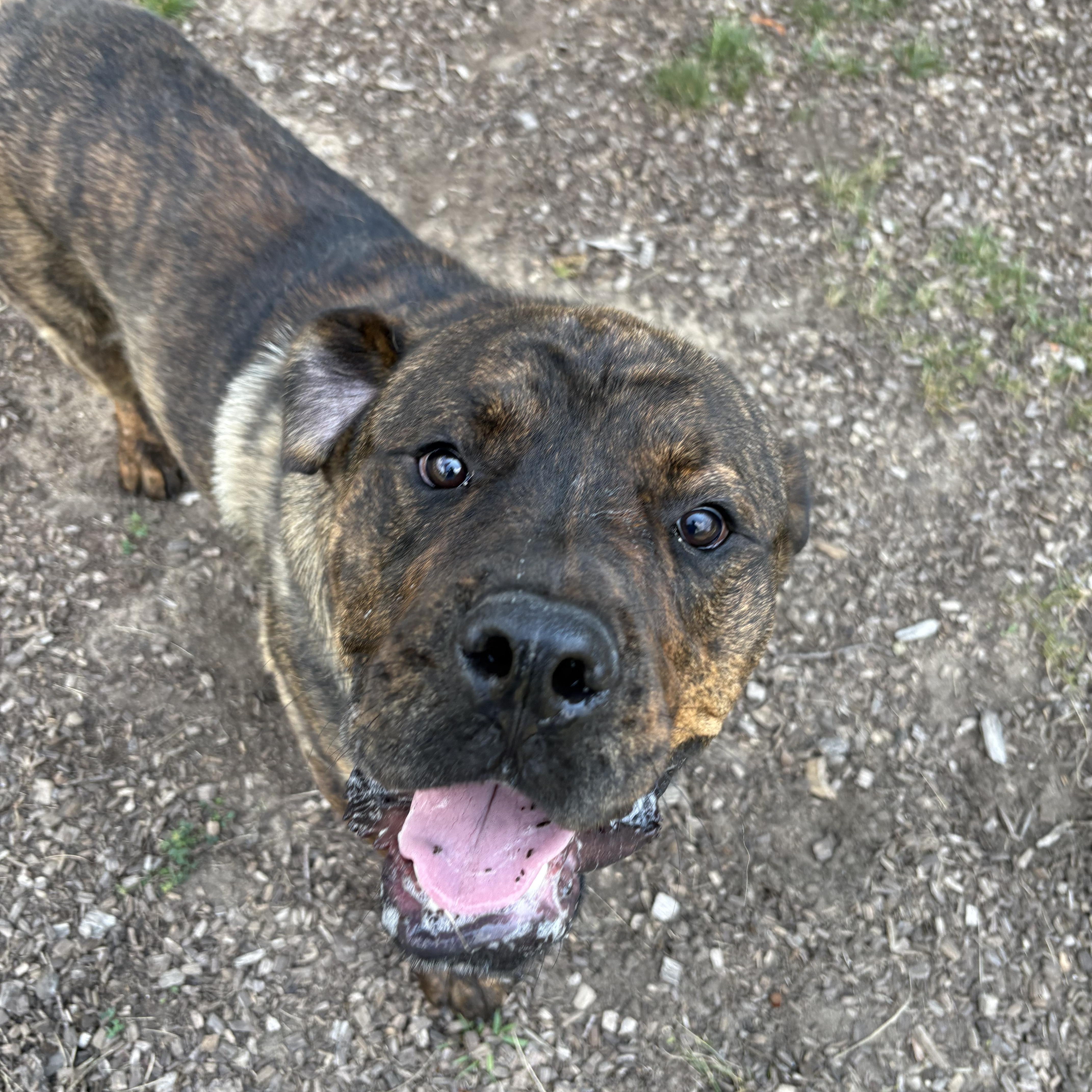 A young extra large-sized male Brindle Mastiff dog named Corky for adoption in Mount Pleasant, MI