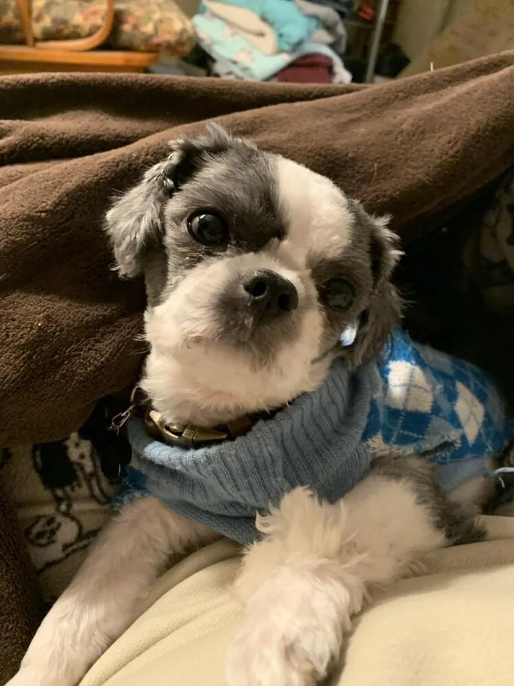 An adult small-sized male Tricolor (Brown, Black, & White) Shih Tzu dog named Beau for adoption in Silver Spring, MD