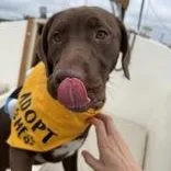 Moose thumbnail 2