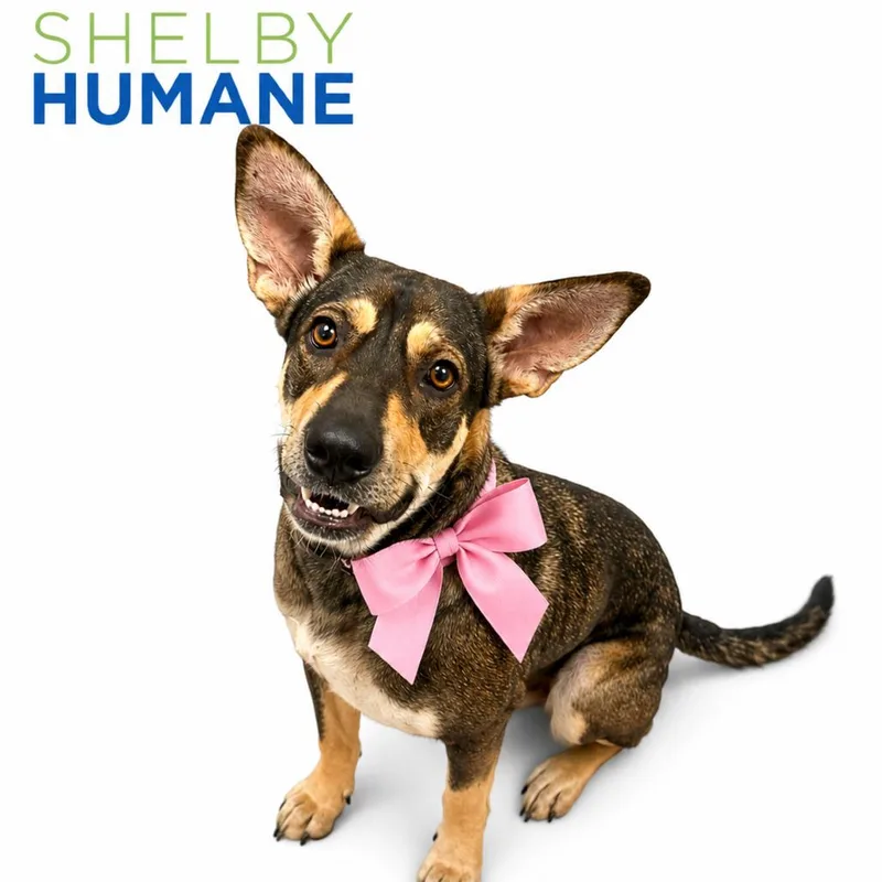 A young large-sized female Black Mixed Breed dog named Polly for adoption in Columbiana, AL