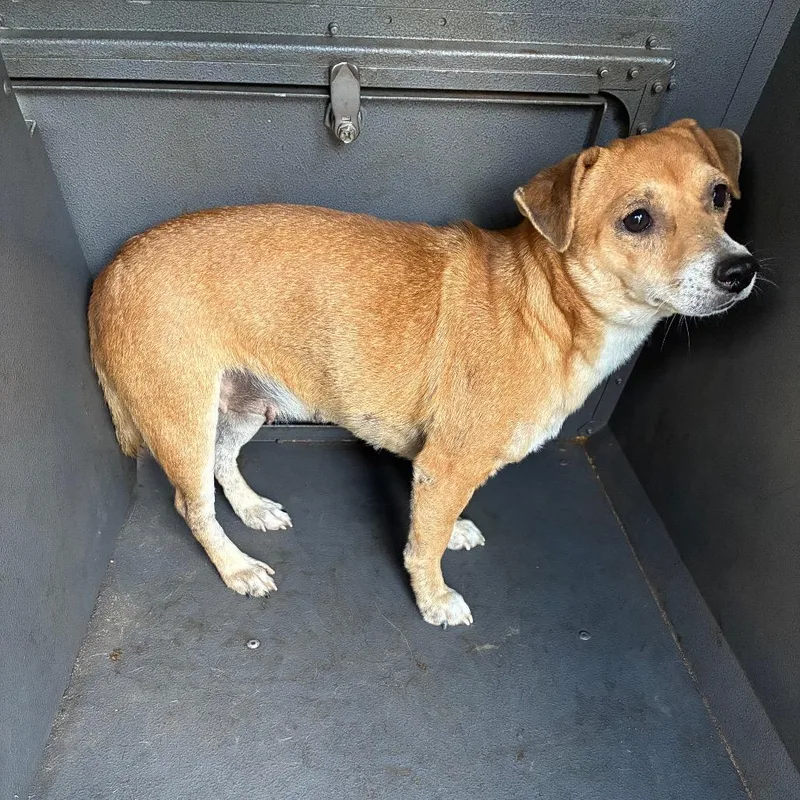 An adult small-sized female Yellow / Tan / Blond / Fawn Dachshund dog named Ruby for adoption in Montgomery, AL
