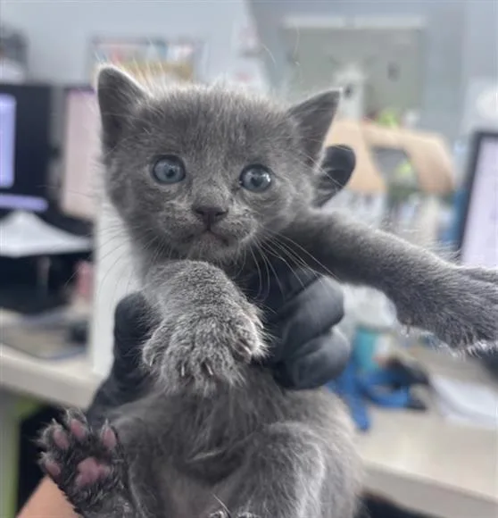 A baby medium-sized female Domestic Short Hair cat named Gojo for adoption in Dallas, TX