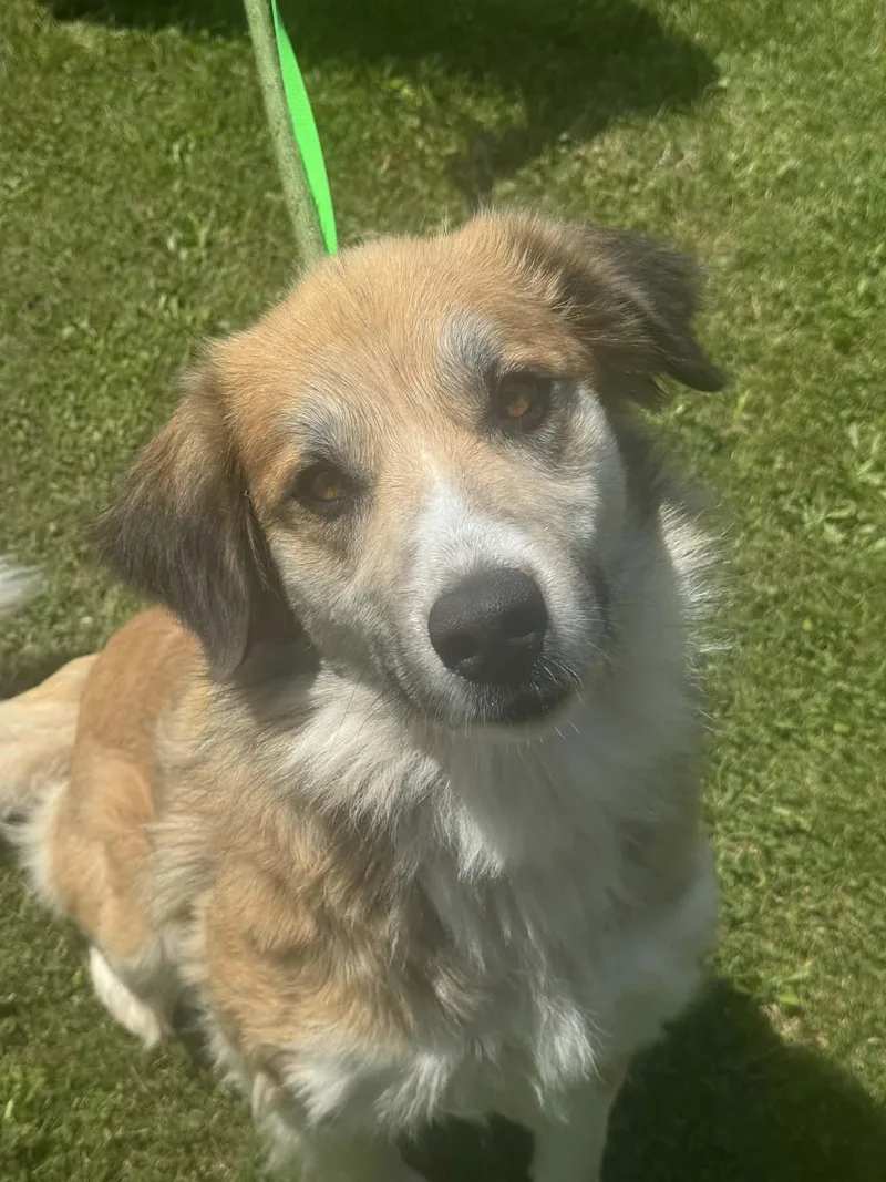 An adult large-sized female Golden Great Pyrenees dog named Araya for adoption in Valparaiso, IN
