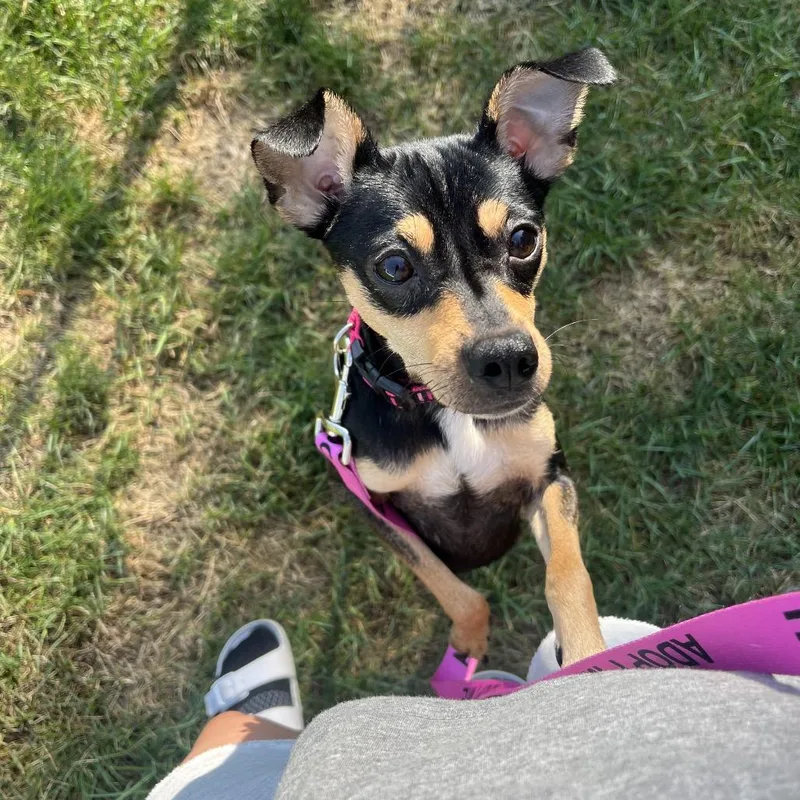 Rosie thumbnail 3
