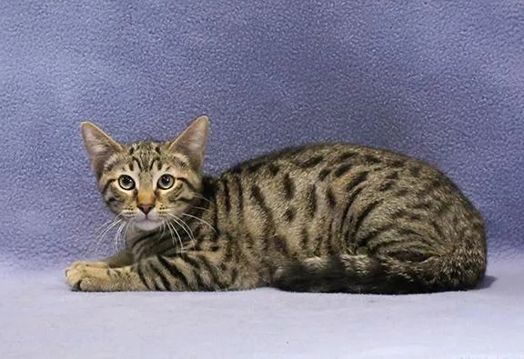 A baby medium-sized male Tabby (Brown / Chocolate) Domestic Short Hair cat named Rowan for adoption in Overland Park, KS