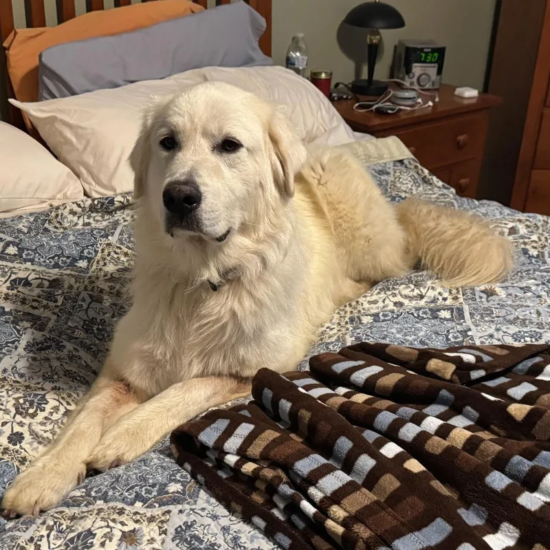 An adult extra large-sized male White / Cream Great Pyrenees dog named Yeti for adoption in Green Bay, WI