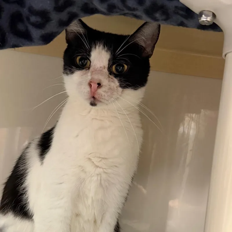 An adult medium-sized female Black Domestic Short Hair cat named Skippy Tippy for adoption in Watertown, NY