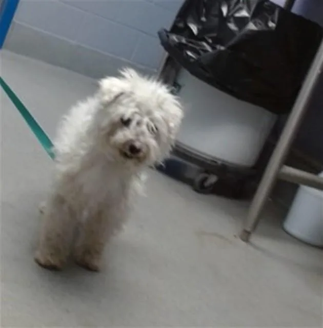 A senior small-sized male Poodle dog named Carl for adoption in Albuquerque, NM