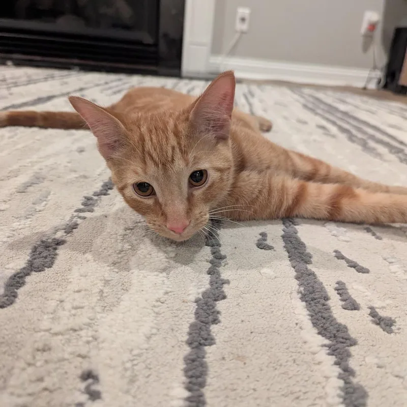 A baby small-sized male Orange / Red Domestic Short Hair cat named Orion for adoption in La Grange, KY