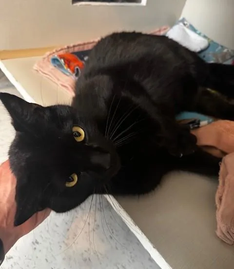 Mittens And Midnight thumbnail 2