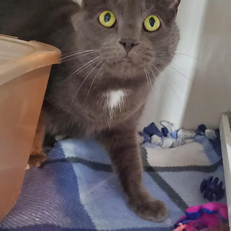 Mittens And Midnight thumbnail 3