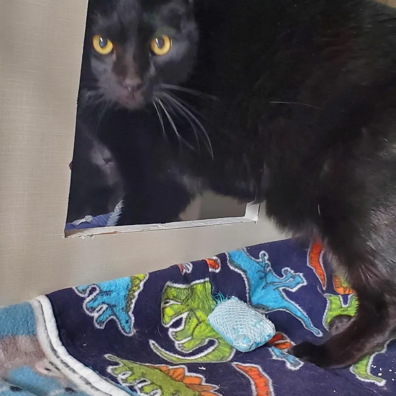 Mittens And Midnight thumbnail 4