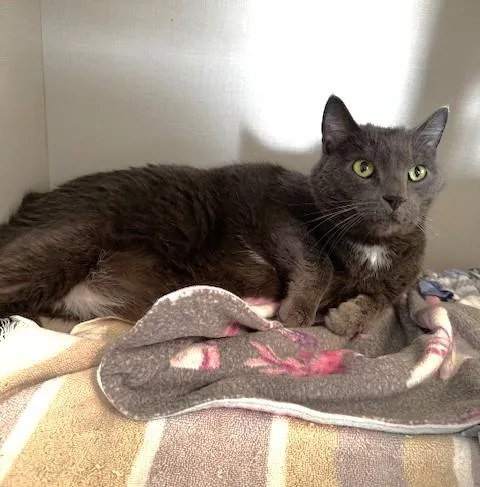 Mittens And Midnight thumbnail 5