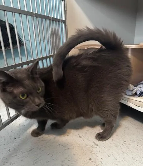 Mittens And Midnight thumbnail 6