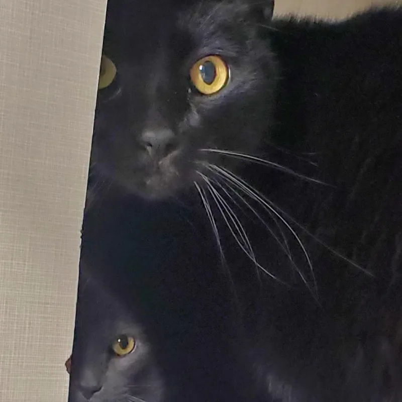 Mittens And Midnight