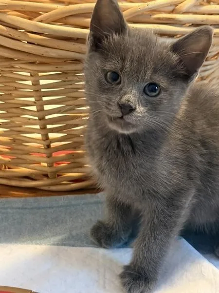 A baby small-sized male Domestic Short Hair cat named Cucumber for adoption in Ridgewood, NY