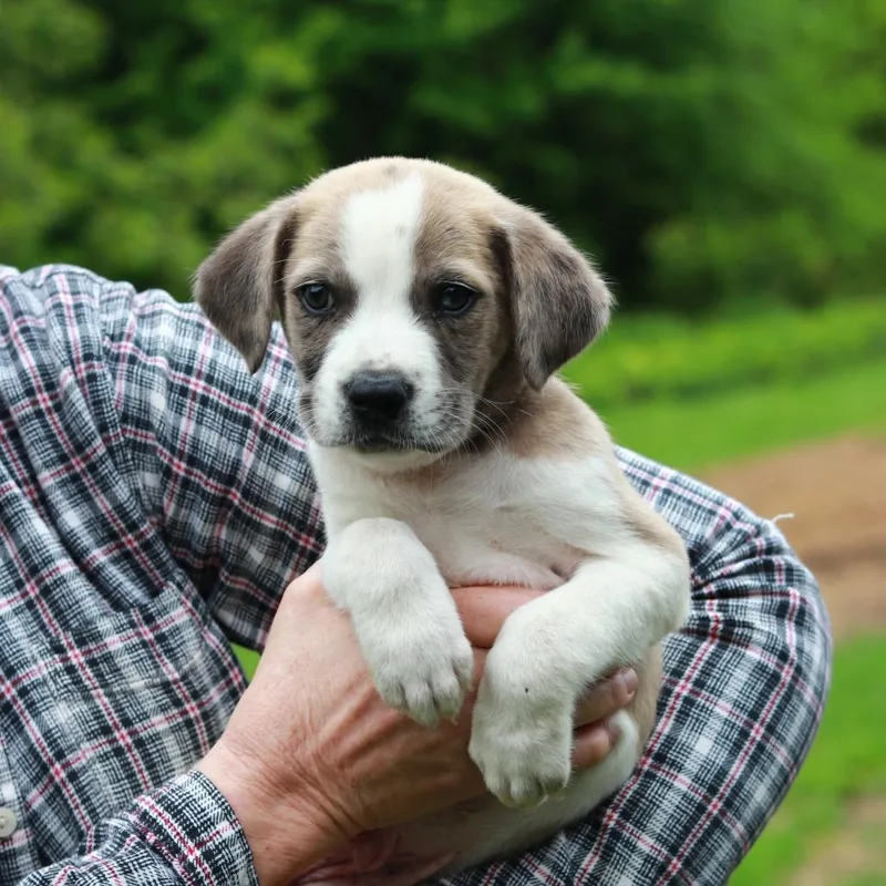 A baby medium-sized male Gray / Blue / Silver Catahoula Leopard Dog dog named Ct Lions Mane Avail for adoption in Eastford, CT