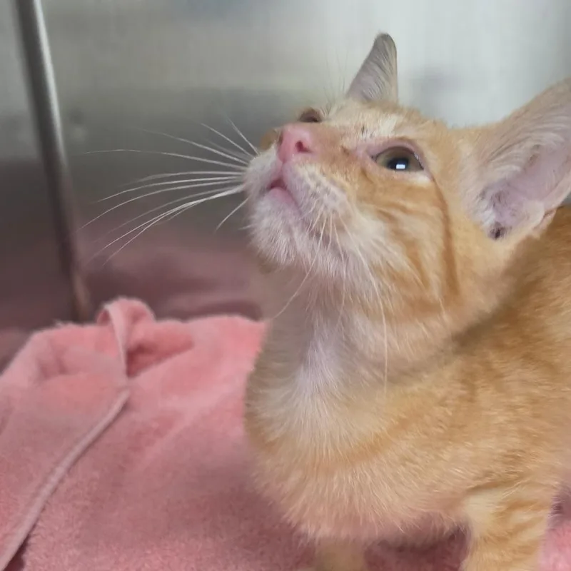 A baby small-sized male Domestic Short Hair cat named Mikan for adoption in Lakeland, FL