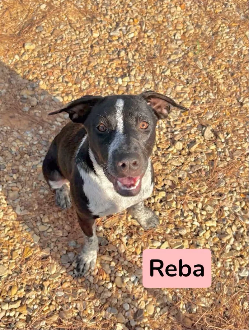 A baby medium-sized female Black Labrador Retriever dog named Reba for adoption in Semmes, AL